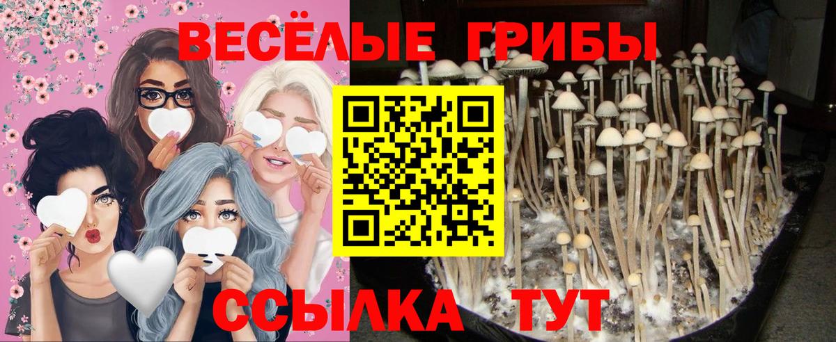 купить   Вход с VPN  Каменка  Псилоцибиновые грибы Psilocybe 